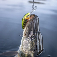 Salmo Hornet Sinking