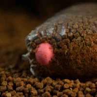 Sticky Baits The Krill Pink Ones Pop Ups 16mm