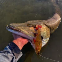 Savage Gear 3D Pulse Tail Roach
