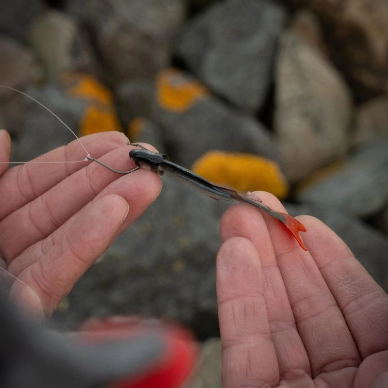 Fox Rage Ultra Natural Perch Fillets