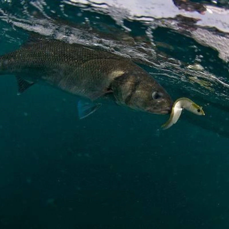 Fiiish Black Minnow Combo
